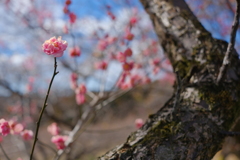 梅の花