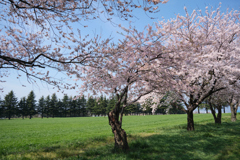 草原の桜