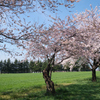 草原の桜