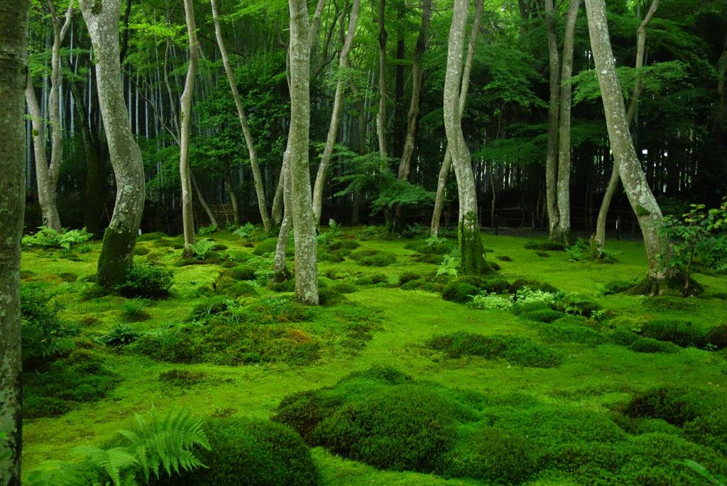 苔生す