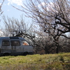 梅林の車