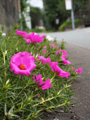 道端のマツバボタン