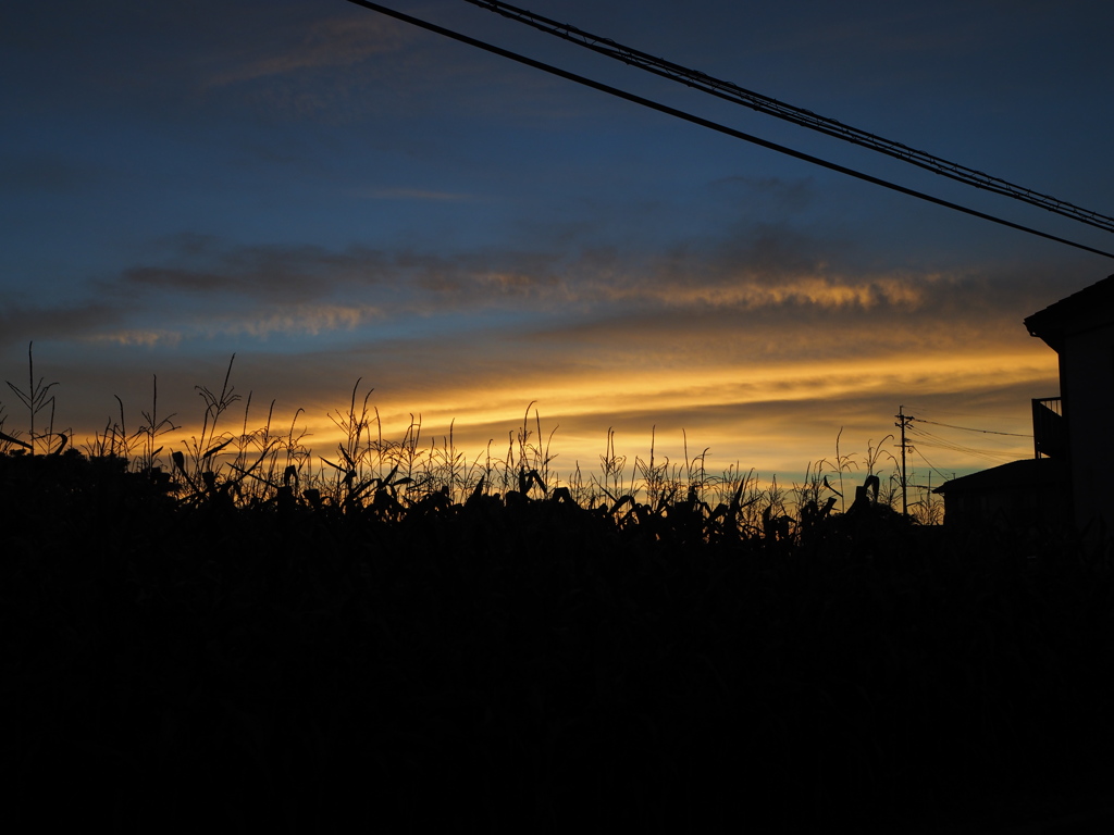 とうもろこし畑と夕日