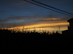 とうもろこし畑と夕日