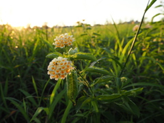 夕方の公園で