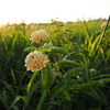 夕方の公園で