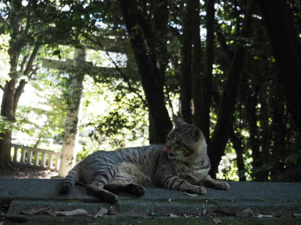 神社猫