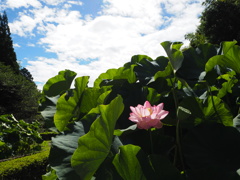 青空と蓮