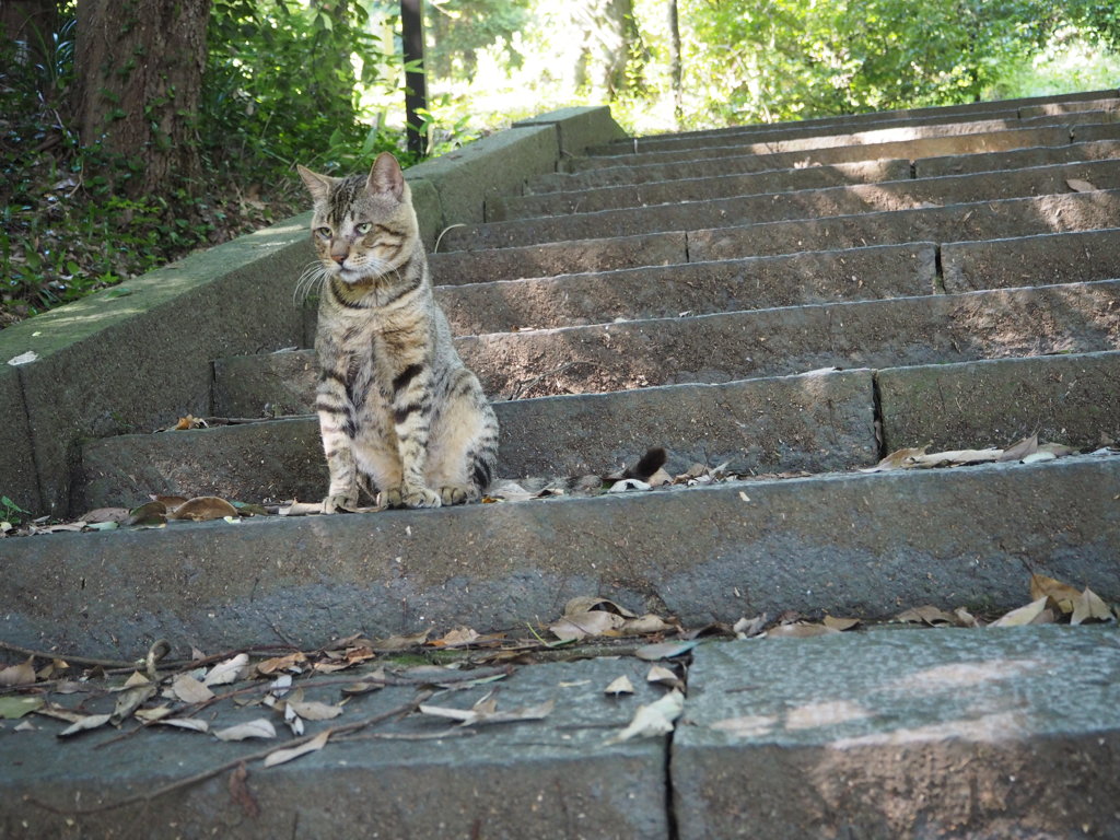 狛犬のようなりりしさ