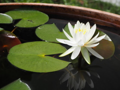 睡蓮