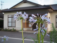 花と民家