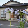 花と民家