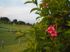 公園の赤い花