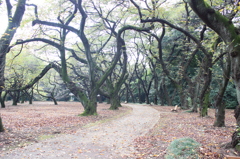 trees of moss