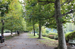 trees streets