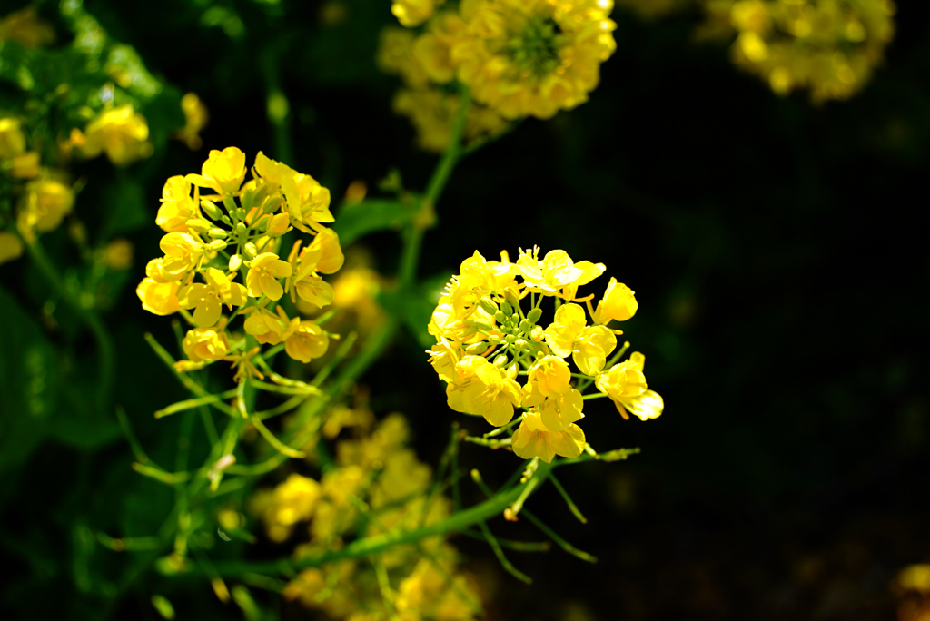 眩しい春の花