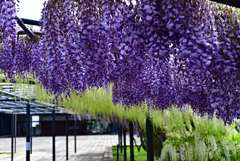 藤の花、香り良し