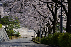桜の坂道
