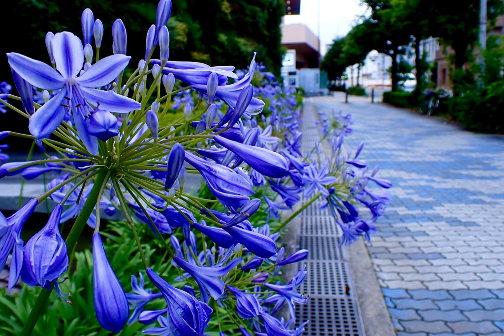 梅田に咲く花