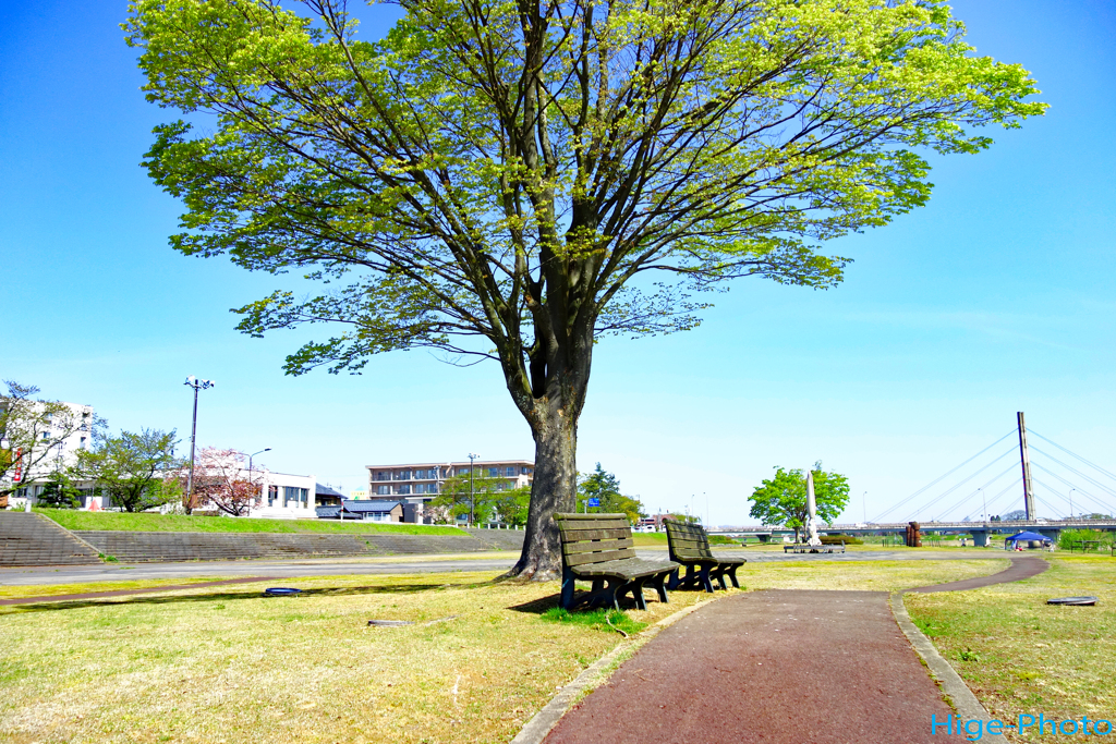 晴れた日の思い出の樹の下で