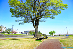 晴れた日の思い出の樹の下で