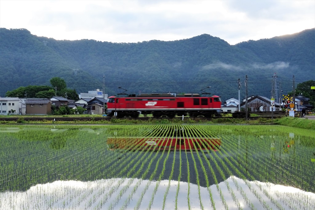 田植えが終わった