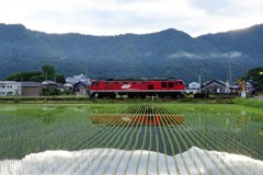 田植えが終わった