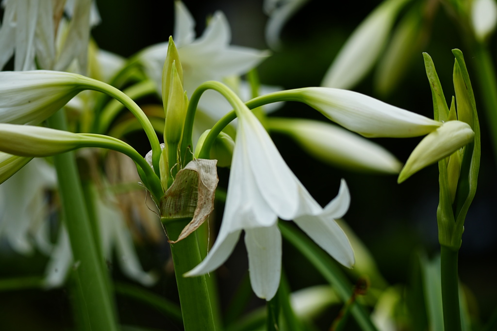 百合