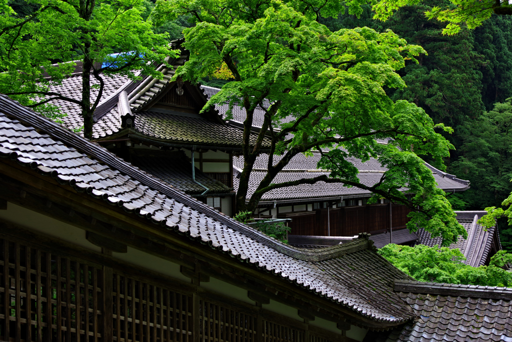 梅雨の屋根瓦