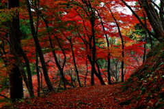 山道散歩