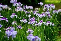 花菖蒲、好きな色は？
