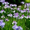 花菖蒲、好きな色は？