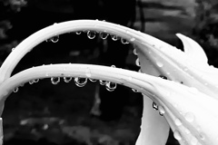 百合の雫
