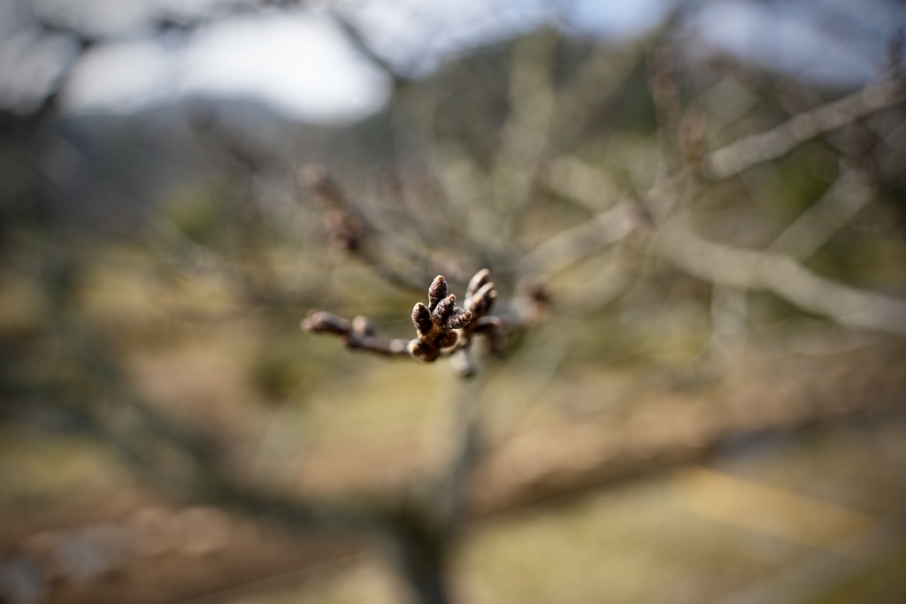 桜が近づく