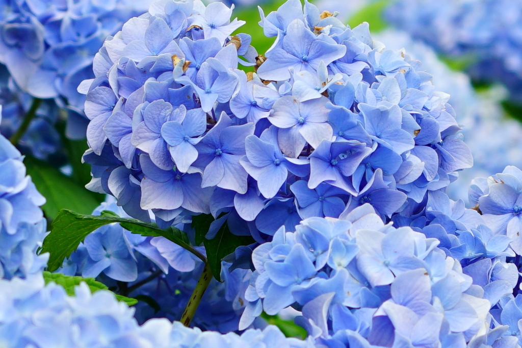 6月のピクチャーホルダーは紫陽花で溢れてる