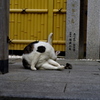 猫のポーズ