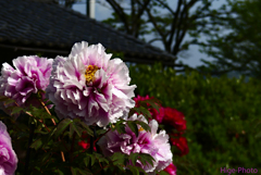 大きい花。牡丹