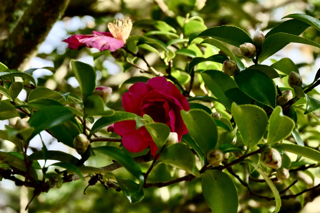 さざんかの花