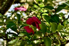 さざんかの花