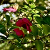 さざんかの花