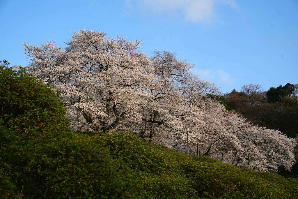 大樹の桜も終わりに