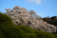 大樹の桜も終わりに