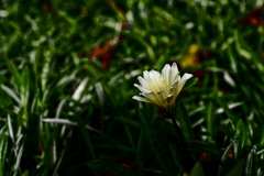久しぶりに花