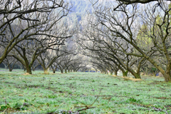 梅干しのための梅林