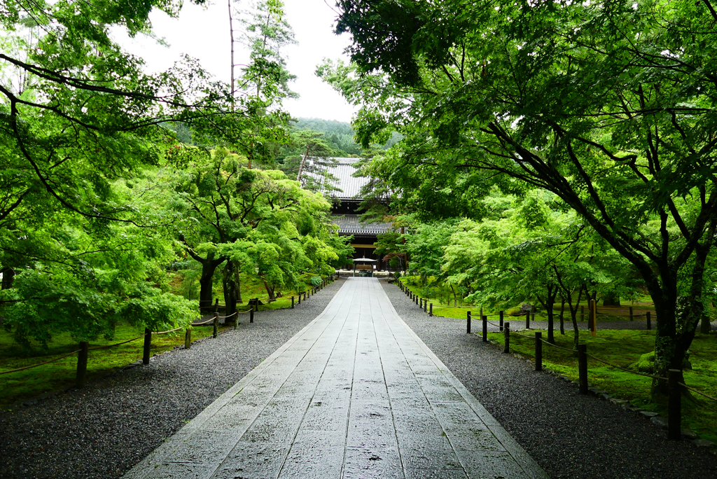 青葉の南禅寺