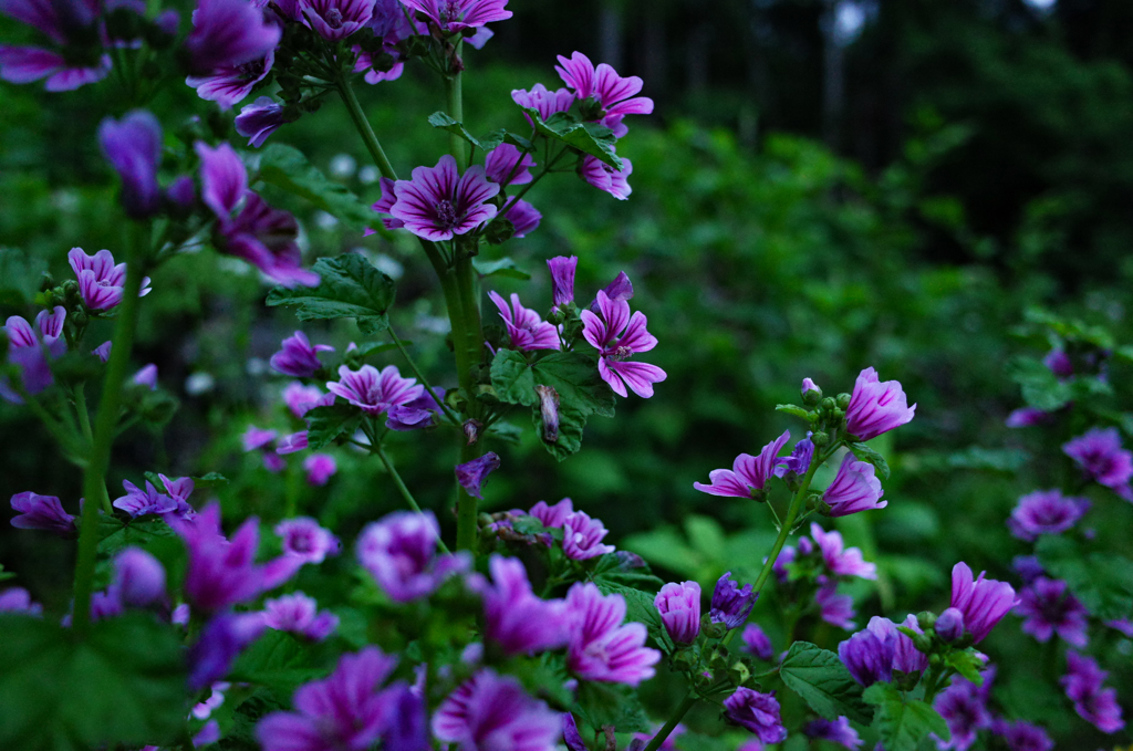 道端に新たに咲いた