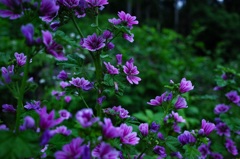 道端に新たに咲いた