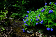 小川の紫陽花