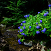 小川の紫陽花