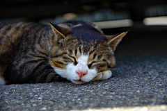 夢の中